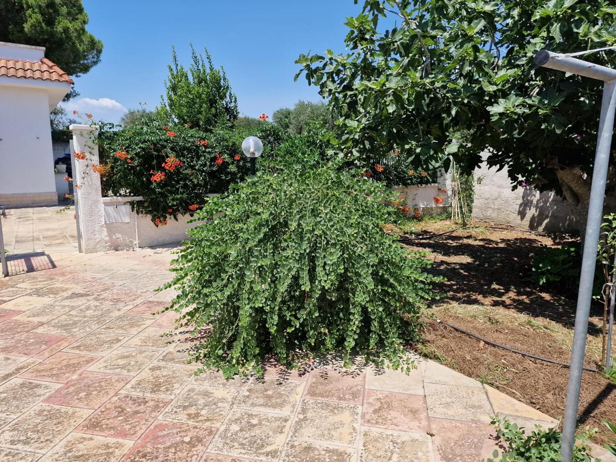 Villa Carmela A 산 피에트로 인 베바냐 외부 사진